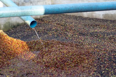 Kırmızı meyveler kahve çekirdeği