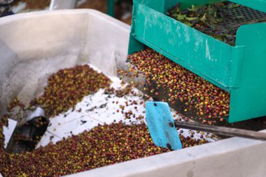 Kırmızı meyveler kahve çekirdeği