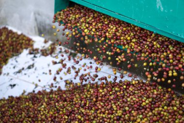 Kırmızı meyveler kahve çekirdeği