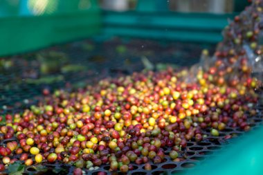 Kırmızı meyveler kahve çekirdeği