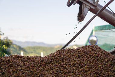 Kırmızı meyveler kahve çekirdeği