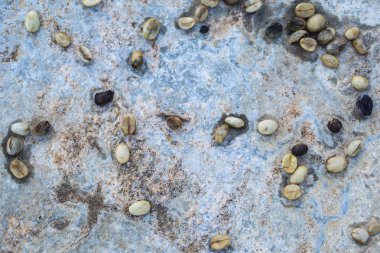 Kırmızı meyveler kahve çekirdeği