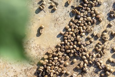 Kırmızı meyveler kahve çekirdeği