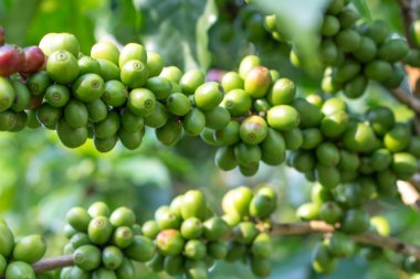 Kırmızı meyveler kahve çekirdeği