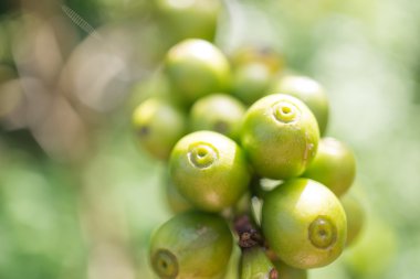 Kırmızı meyveler kahve çekirdeği
