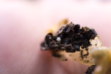 Kahve çekirdeği solucan