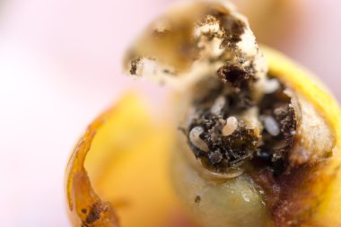 Kahve çekirdeği solucan