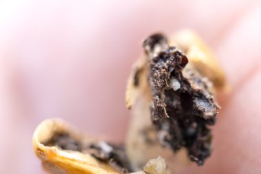 Kahve çekirdeği solucan