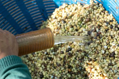 Kırmızı meyveler kahve çekirdeği