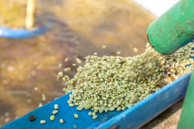 Kırmızı meyveler kahve çekirdeği