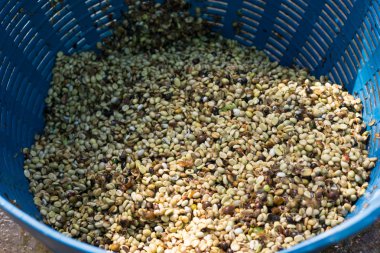 Kırmızı meyveler kahve çekirdeği