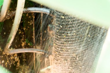 Kırmızı meyveler kahve çekirdeği