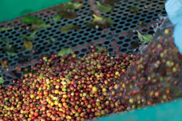 Červené plody kávy bean — Stock fotografie