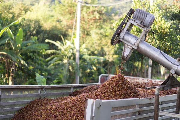 Kırmızı meyveler kahve çekirdeği