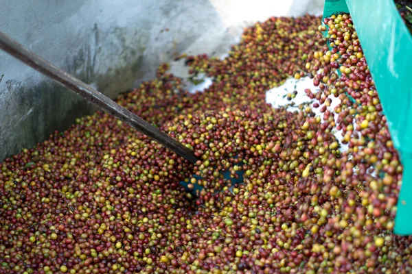 Rode bessen koffie bean — Stockfoto