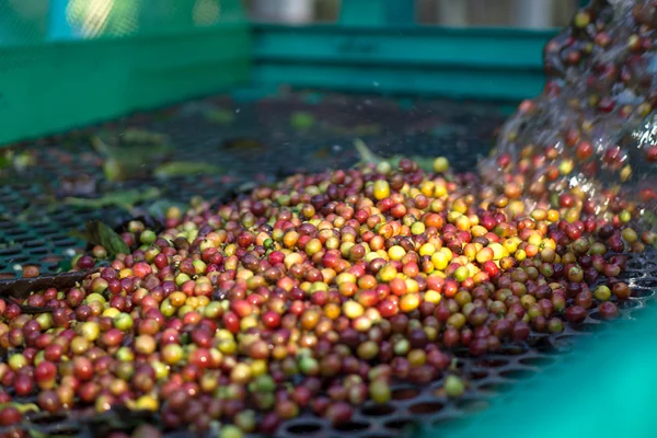 Rode bessen koffie bean — Stockfoto