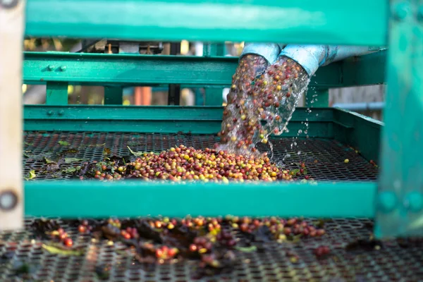 Grão de café de bagas vermelhas — Fotografia de Stock