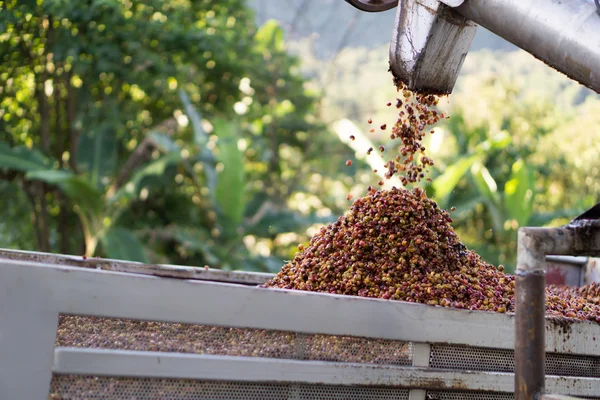 Bayas rojas grano de café — Foto de Stock