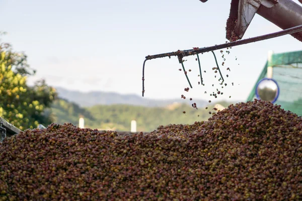 Bayas rojas grano de café — Foto de Stock