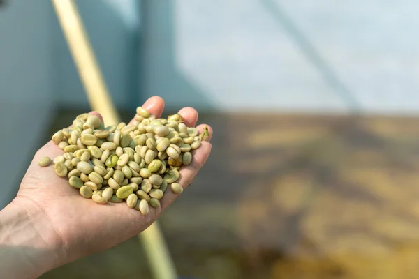 Baies rouges grains de café — Photo