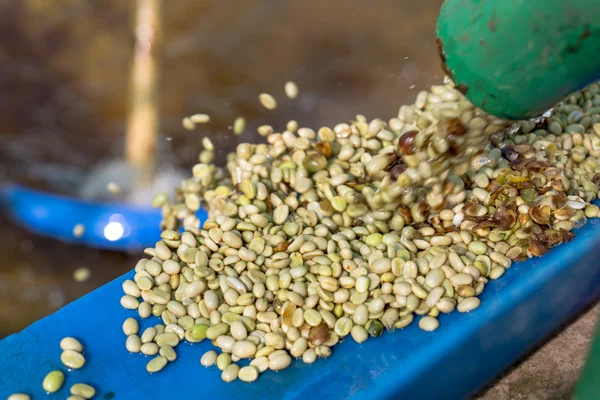 Baies rouges grains de café — Photo