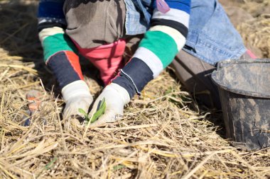Çiftçi tütün alanında