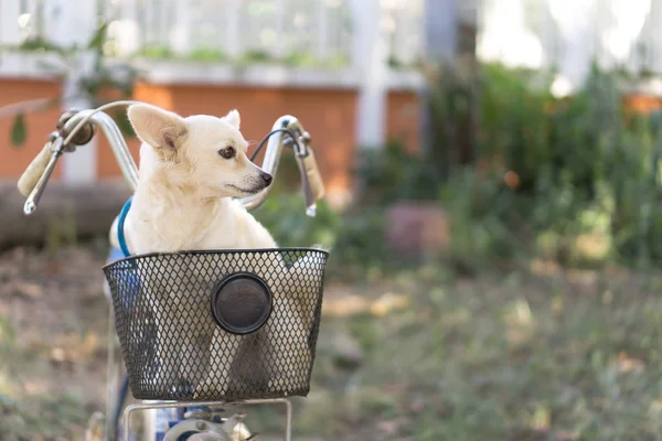 Dog in basket — Stock Photo, Image