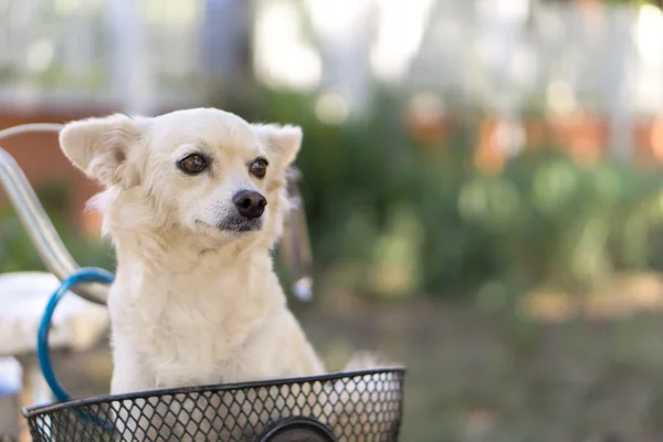 Dog in basket — Stock Photo, Image