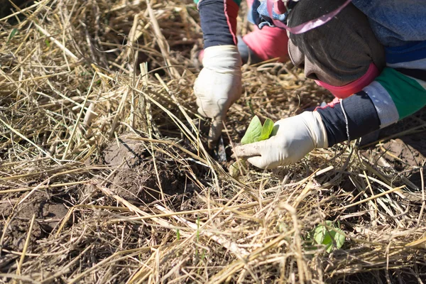 Agriculteur dans le domaine du tabac — Photo