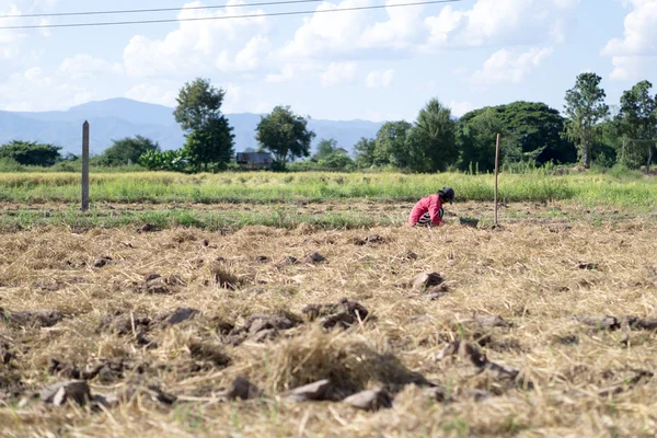 Фермер на табачном поле — стоковое фото