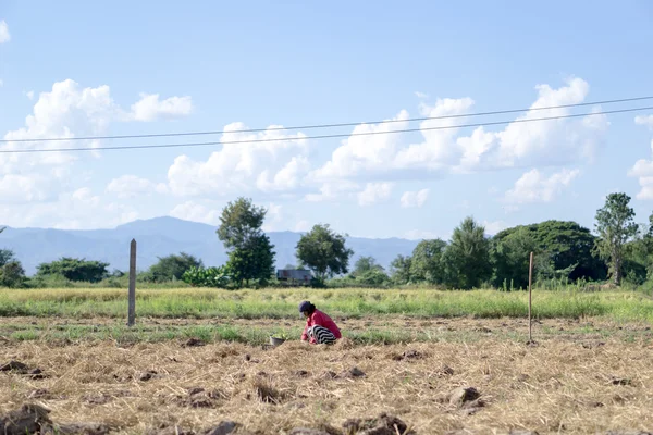 Фермер на табачном поле — стоковое фото