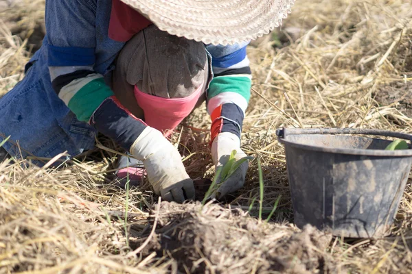 Agricultor en el campo del tabaco — Foto de Stock