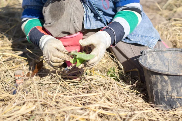 Agricultor en el campo del tabaco — Foto de Stock