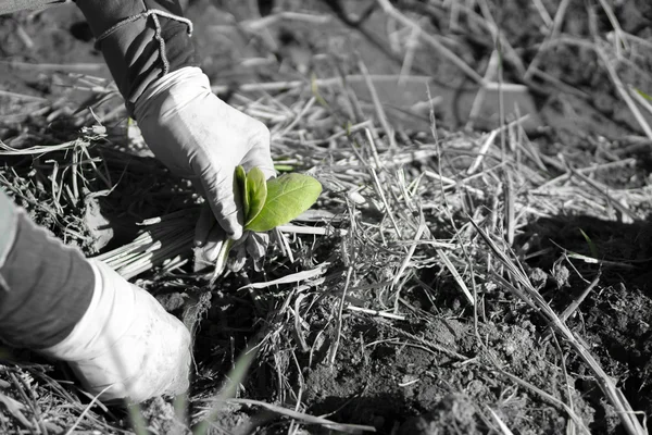 Agriculteur dans le domaine du tabac — Photo