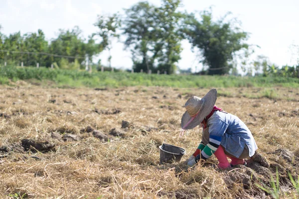 Agricultor en el campo del tabaco — Foto de Stock