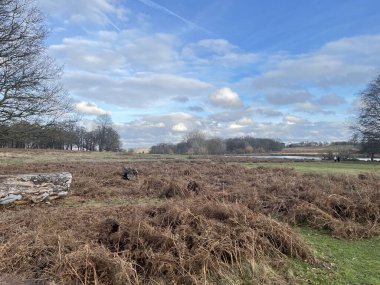 Sonbahar yapraklarıyla dolu çimenler döküldü