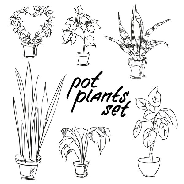 Pot plants set. Hand-drawn design elements