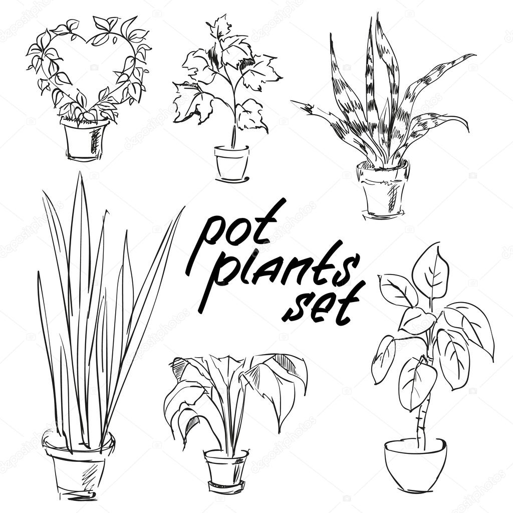  Pot  plant drawing  Pot  plants set Hand drawn design  
