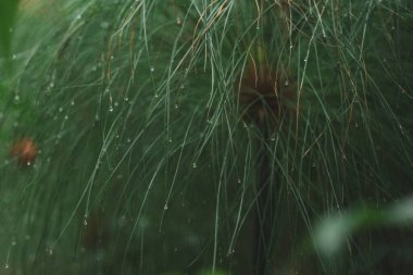 İnce yapraklar taze yağmur damlalarıyla parıldar. Doğanın saflığı ve güzelliğinin huzurlu bir manzarasını yaratır.