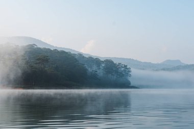 Suyun kenarında sisli bir sabah ormanın gölle buluştuğu sakin, yumuşak bir ışığın altında