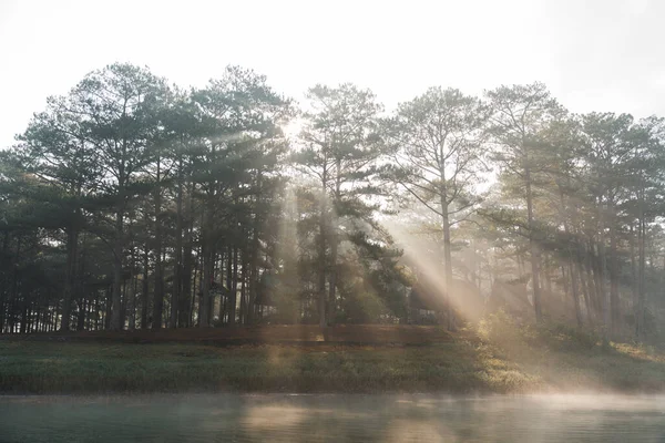 Ağaçların arasından parlayan güneş ışınlarıyla sisli orman manzarası. Önplanda su. Doğal güzellik bolluğu.