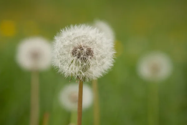 Tarassaco Taraxacum Fiore Pianta Prato — Foto Stock