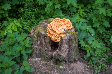 Bracket Fungus - Mushroom Tree Stub clipart