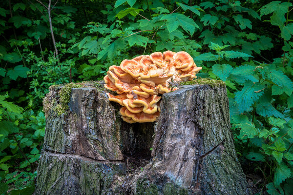 Bracket Fungus - Mushroom Tree Stub