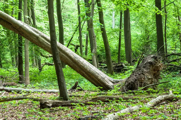 Выкорчеванное дерево в лесу Стоковая Картинка