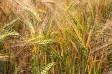 Arpa buğday Mısır alan ayrıntı