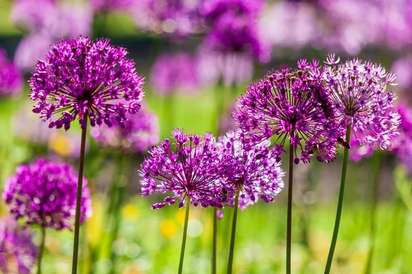Bahçede ilkbaharda açan mor alabalık çiçekleriyle güzel çiçek tarhı