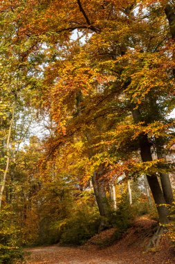 Sonbahar orman Park yolu ağaçlar