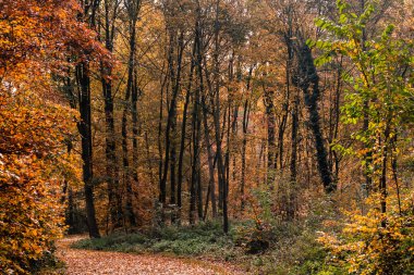 Sonbahar orman Park patika ağaçlar