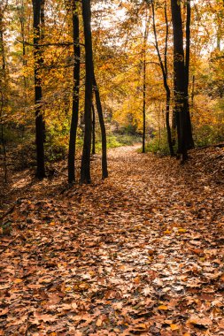 Sonbahar orman Park patika ağaçlar
